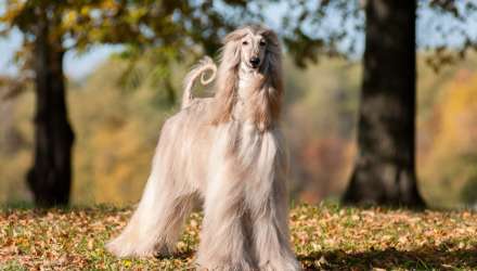 Dogs And Cats From Around The World And Their Origins Page 2 Of