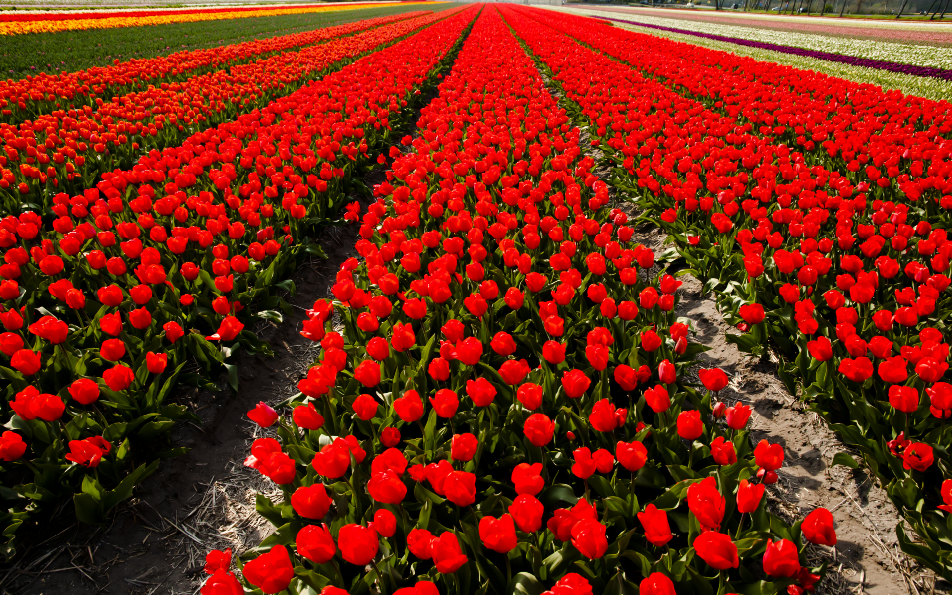 The Best Flower Displays in the World Page 2 of 15 TravelVersed